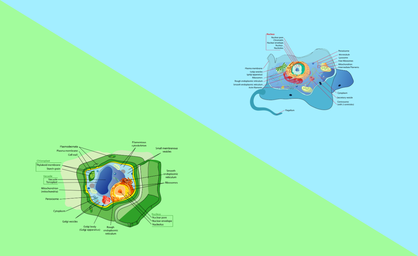 CELLS CELLS THEY MADE OF ORGANELLES